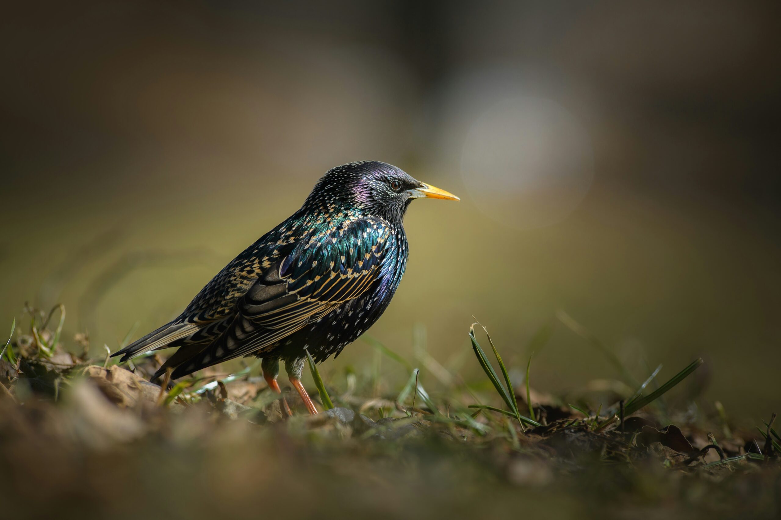 Starling on ground