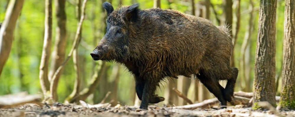 Wild Hog banner