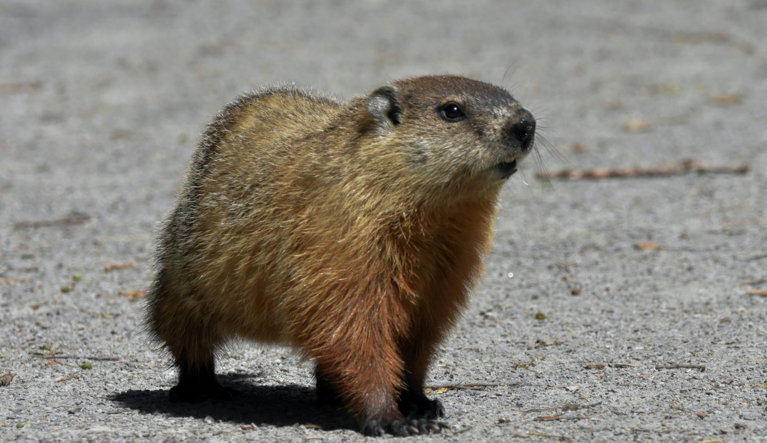 Woodchuck1-scaled