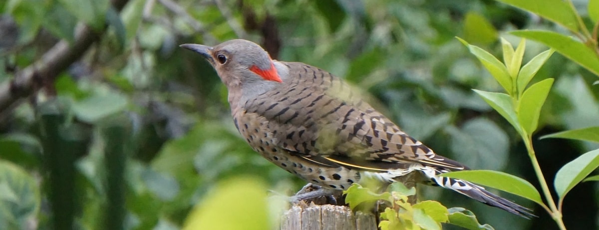 Woodpecker-Banner-min