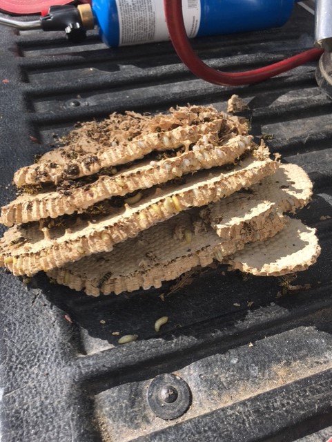 Yellow Jacket Nest removed from ground