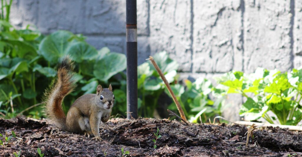squirrel in the graden
