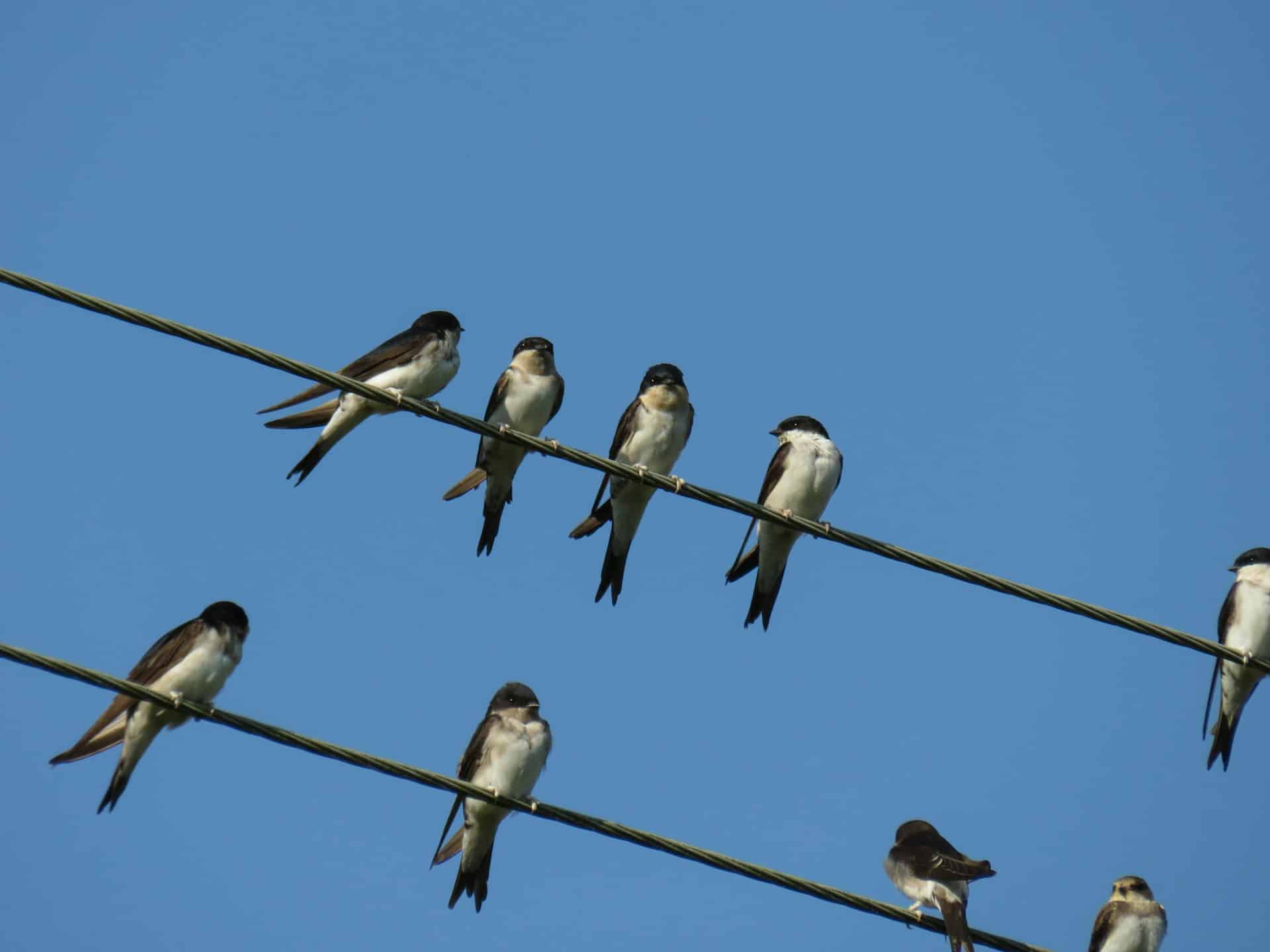 swallows on wire