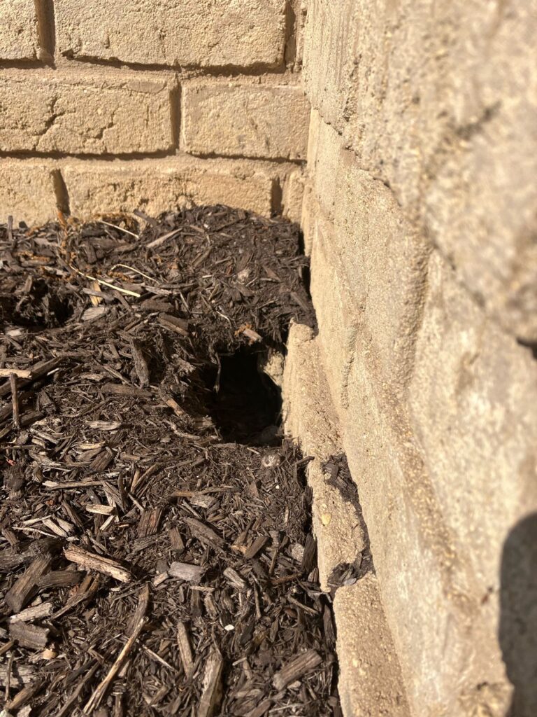 animal hole under foundatin