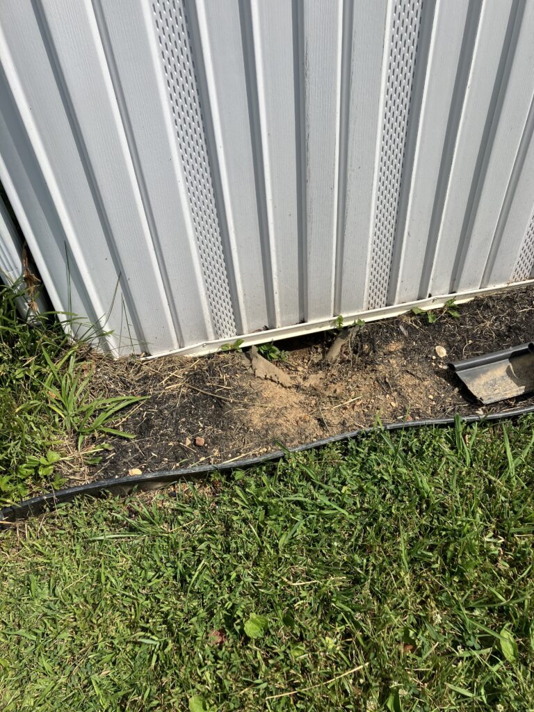 Animal burrow under house