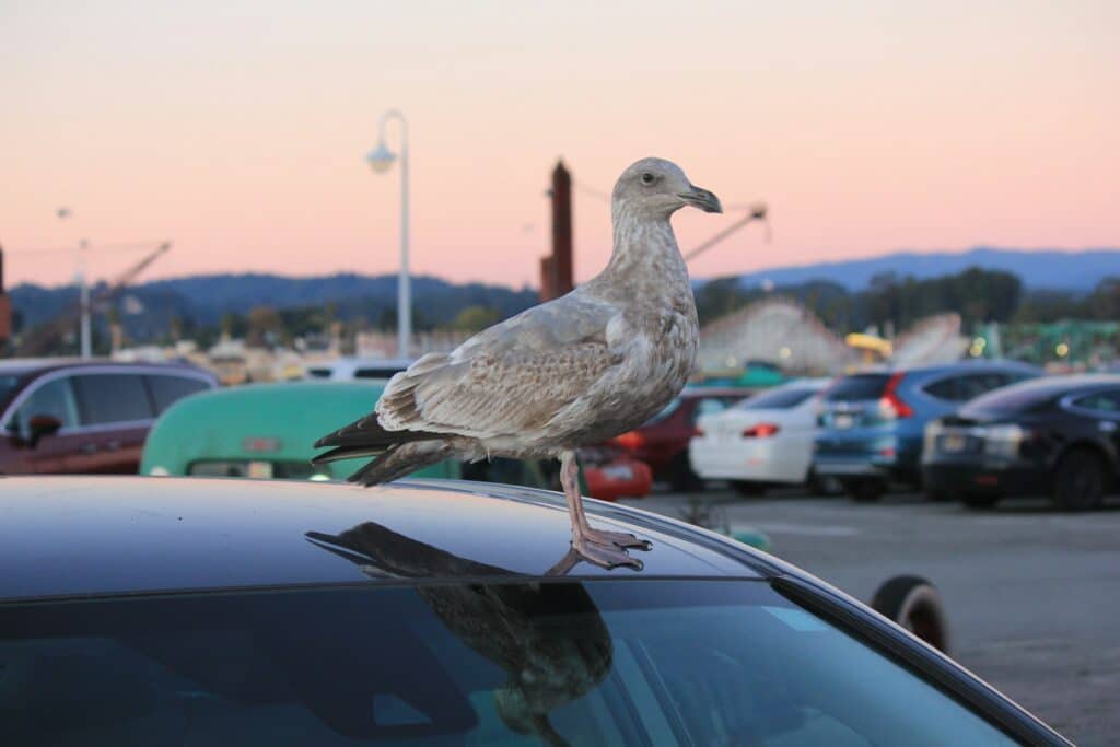 bird on car in parking lot