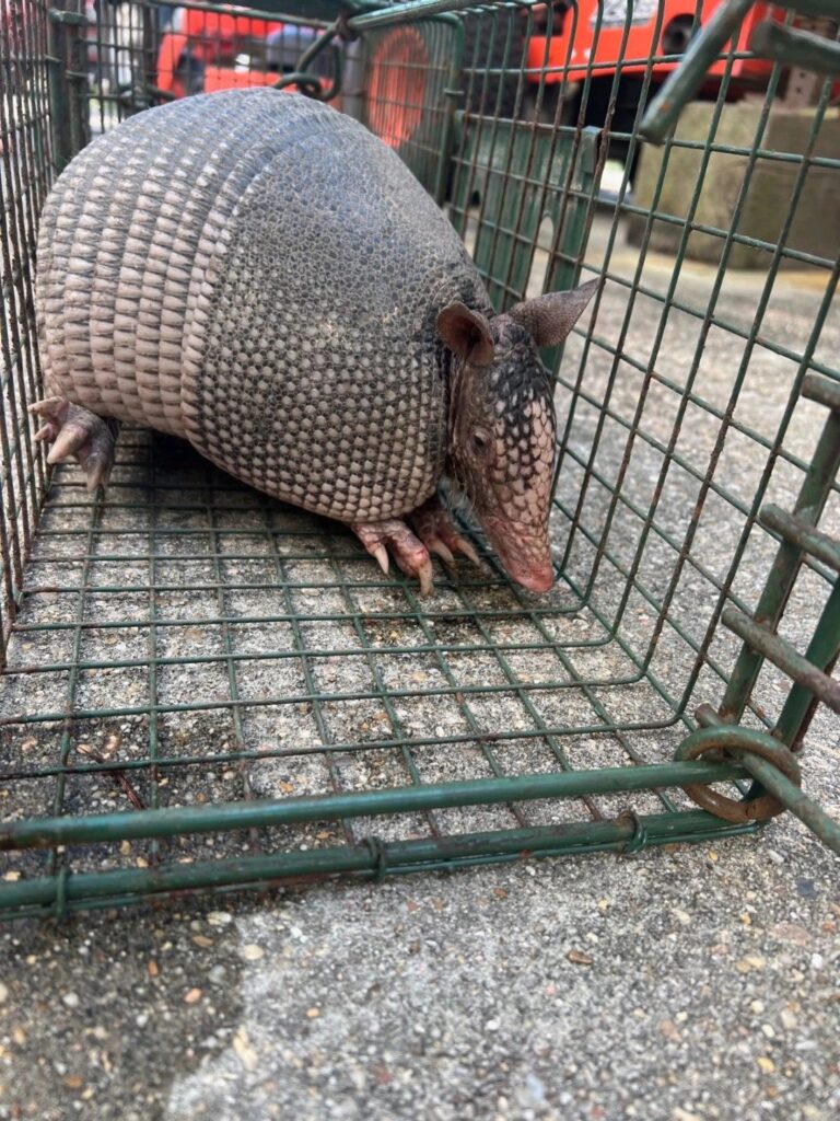 trapped armadillo
