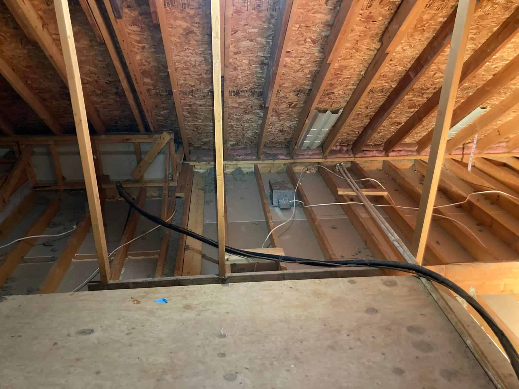 Bat Removal in Columbia, MO - Critter Control of Central Missouri