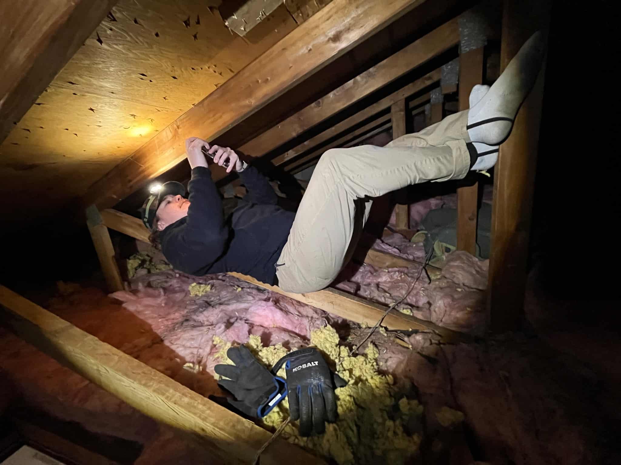 Wildlife Removal in Portage