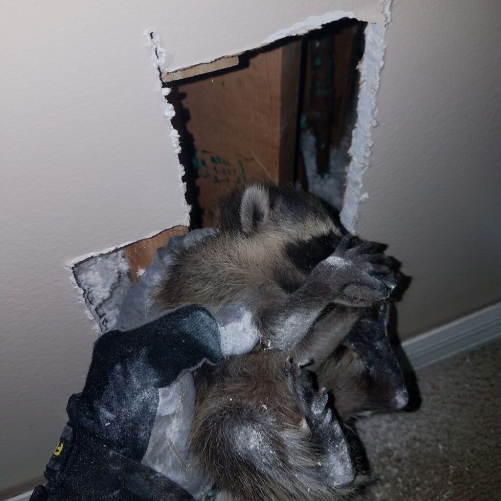 baby raccoon removal from wall