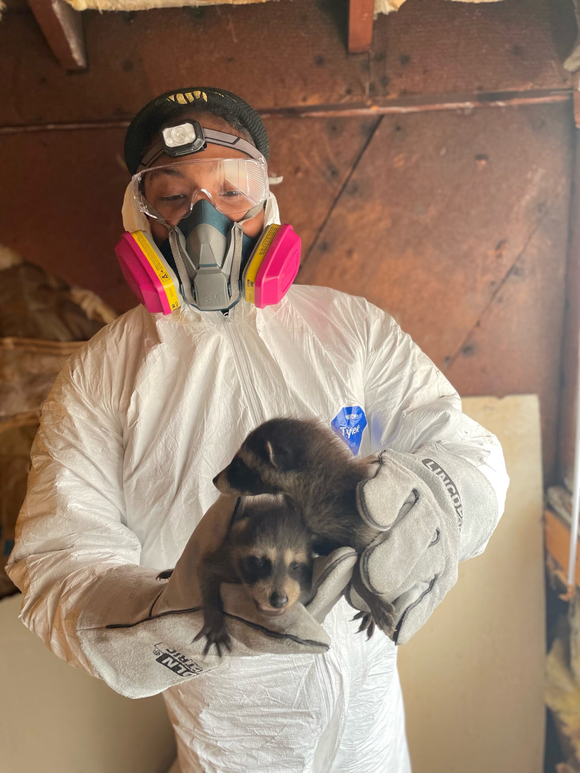 Trutech technician holding two baby raccoons from an attic