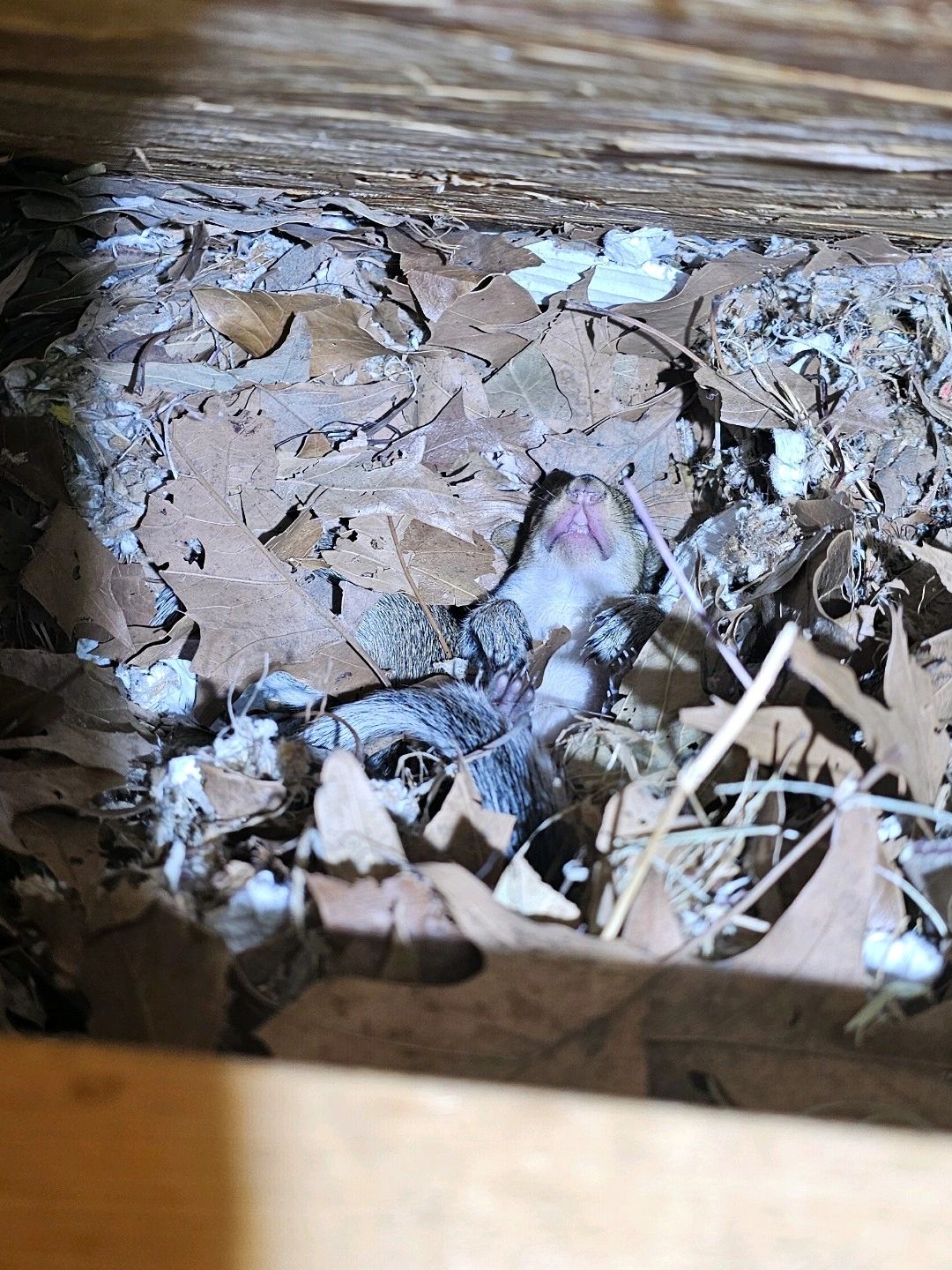 baby squirrel in attic