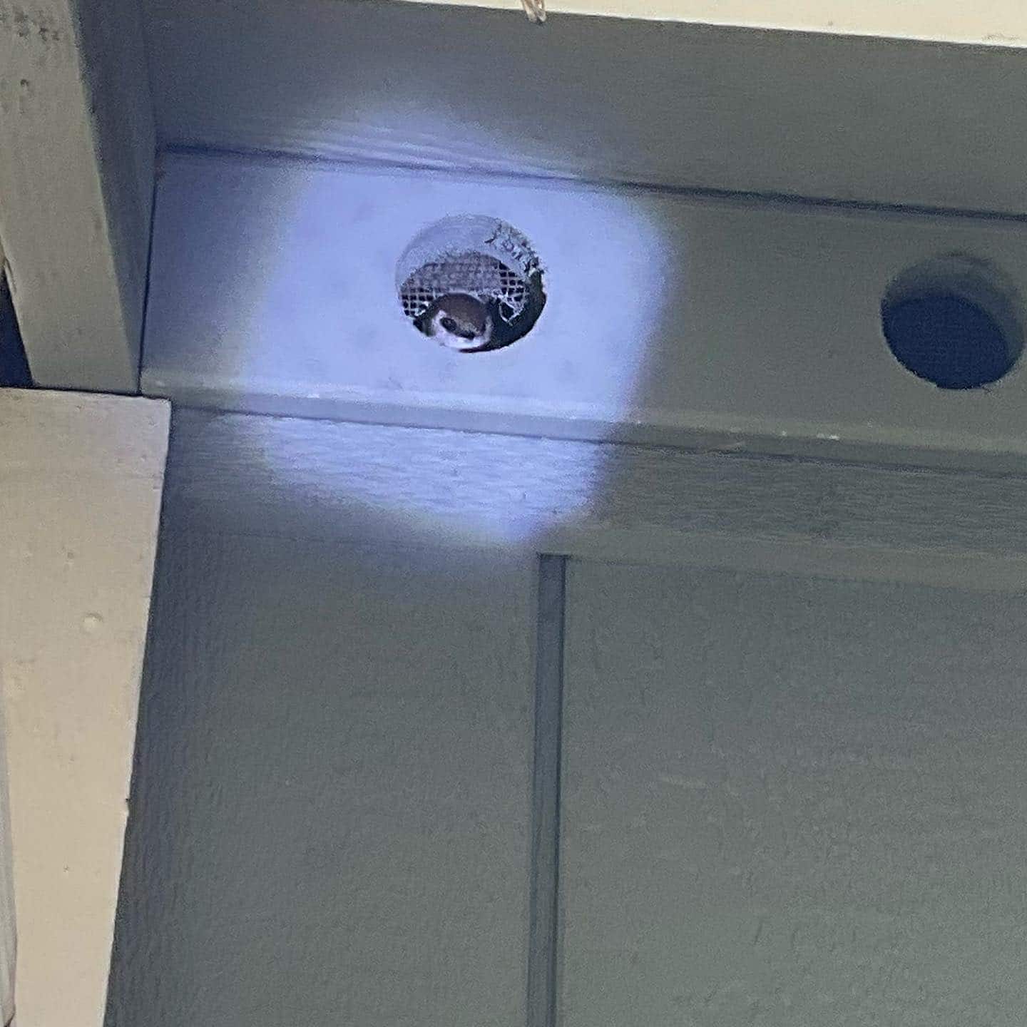 bank swallow in fascia Olympia WA