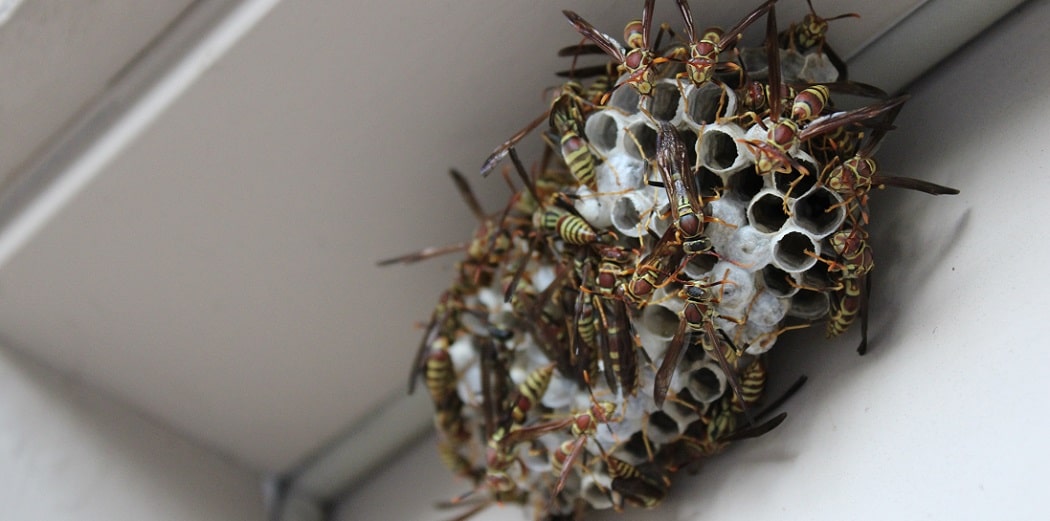 banner-sting-insects-CC-min