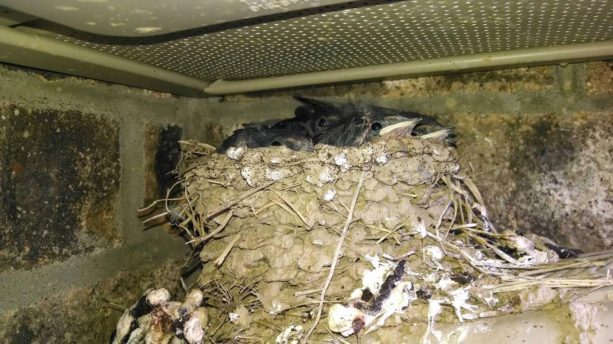 How to Get Birds Out of Vents: Quick & Safe Removal Tips