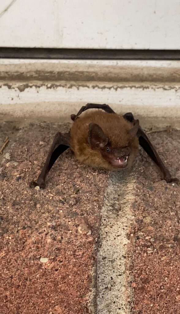 bat on bricks walls