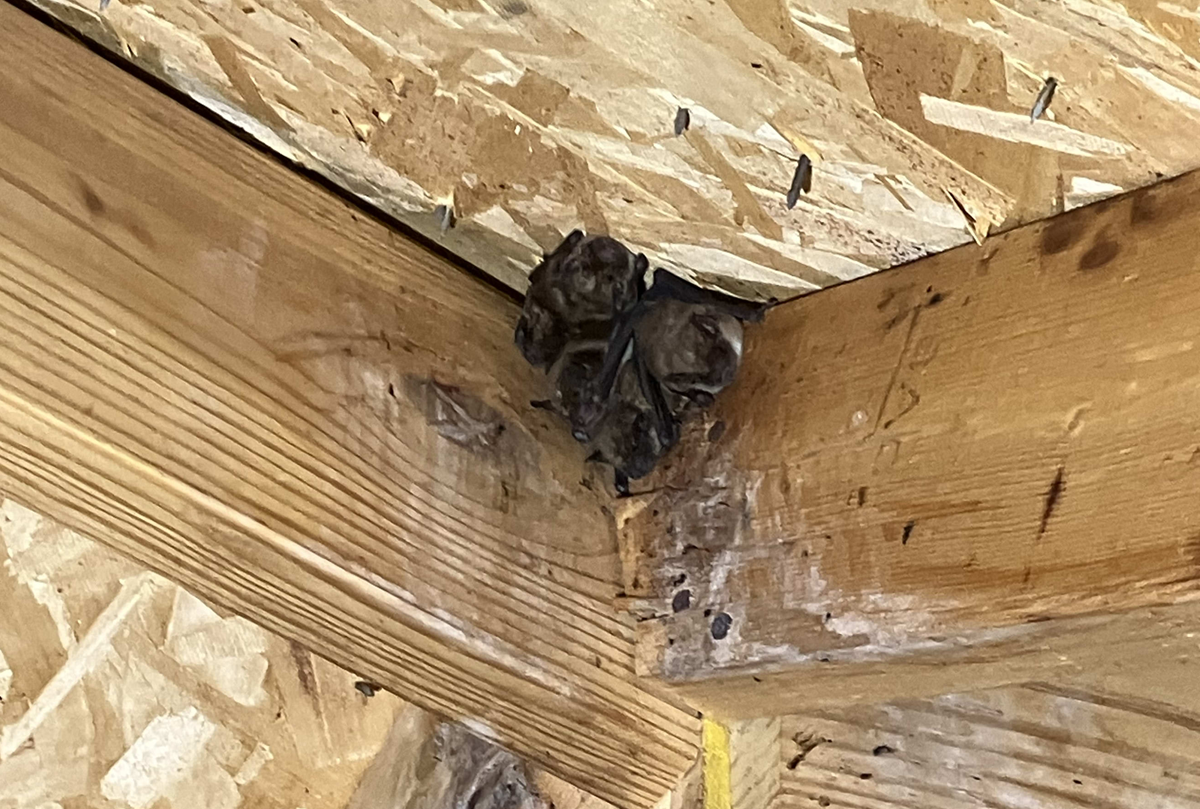 bat roosting in attic Indianapolis