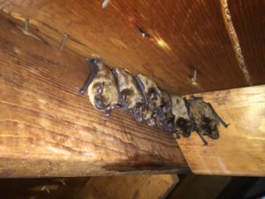 bats in attic in Central MO