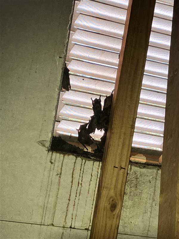 bats in attic vent knoxville