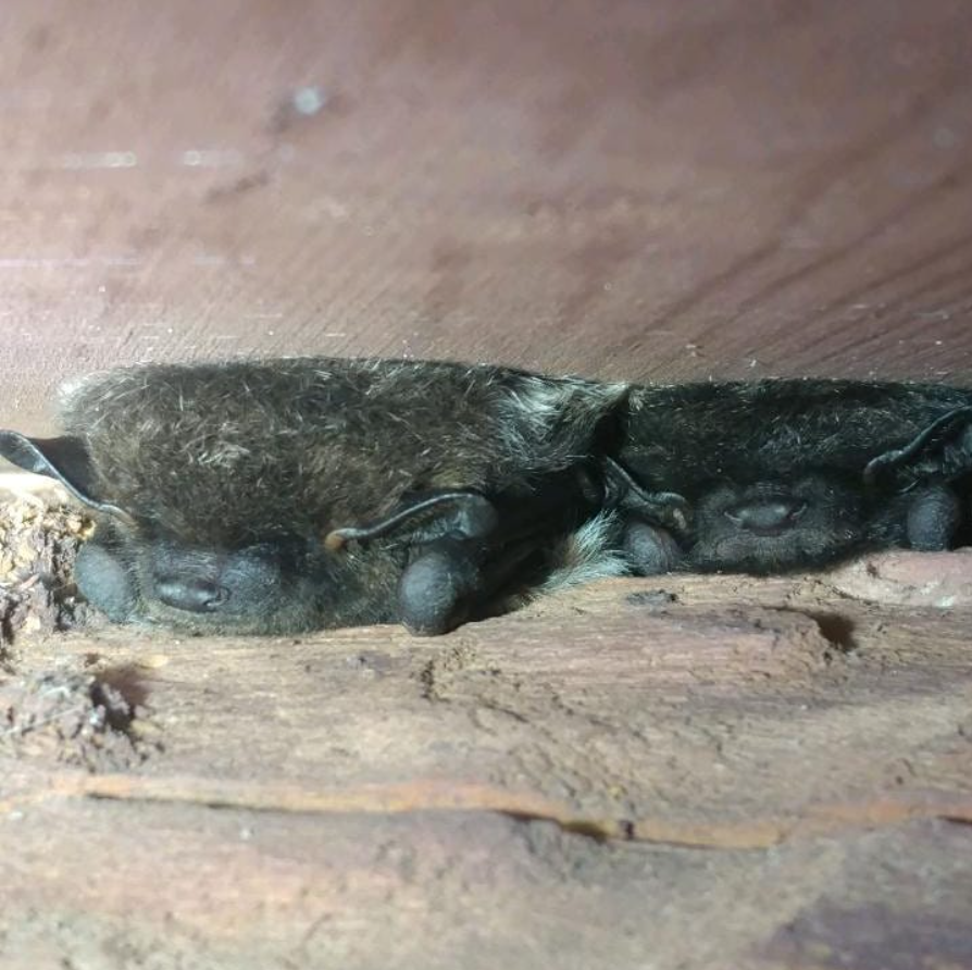 bats in the attic seattle