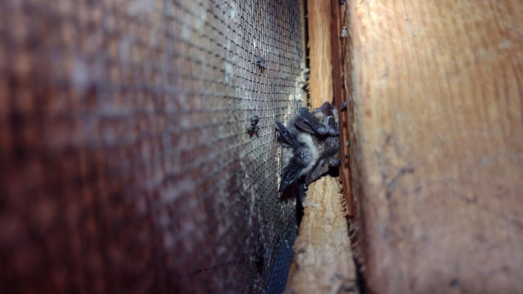bats in wall in seattle