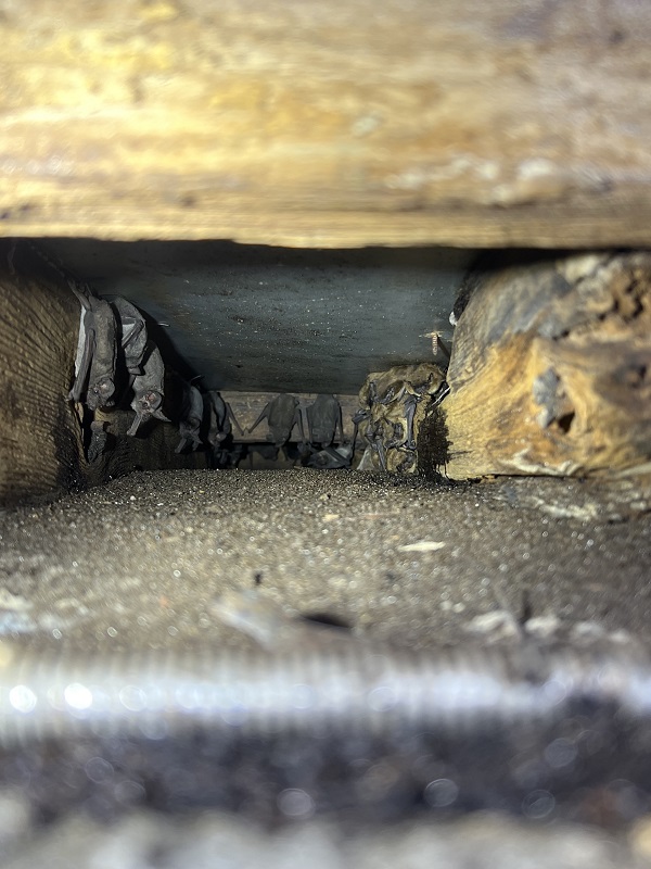 bats roosting in attic in indy