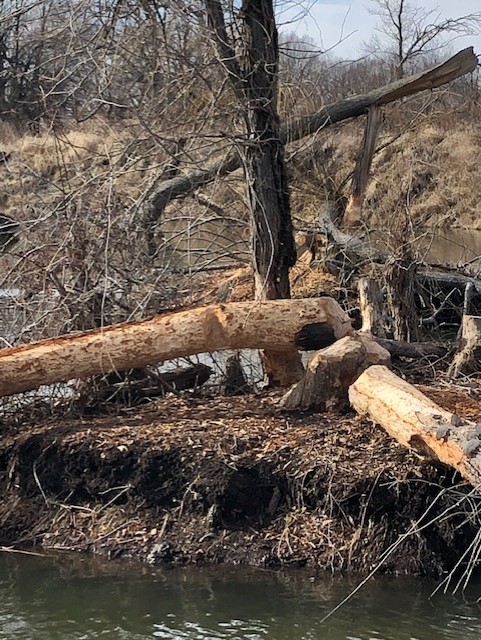 beaver damage to tree