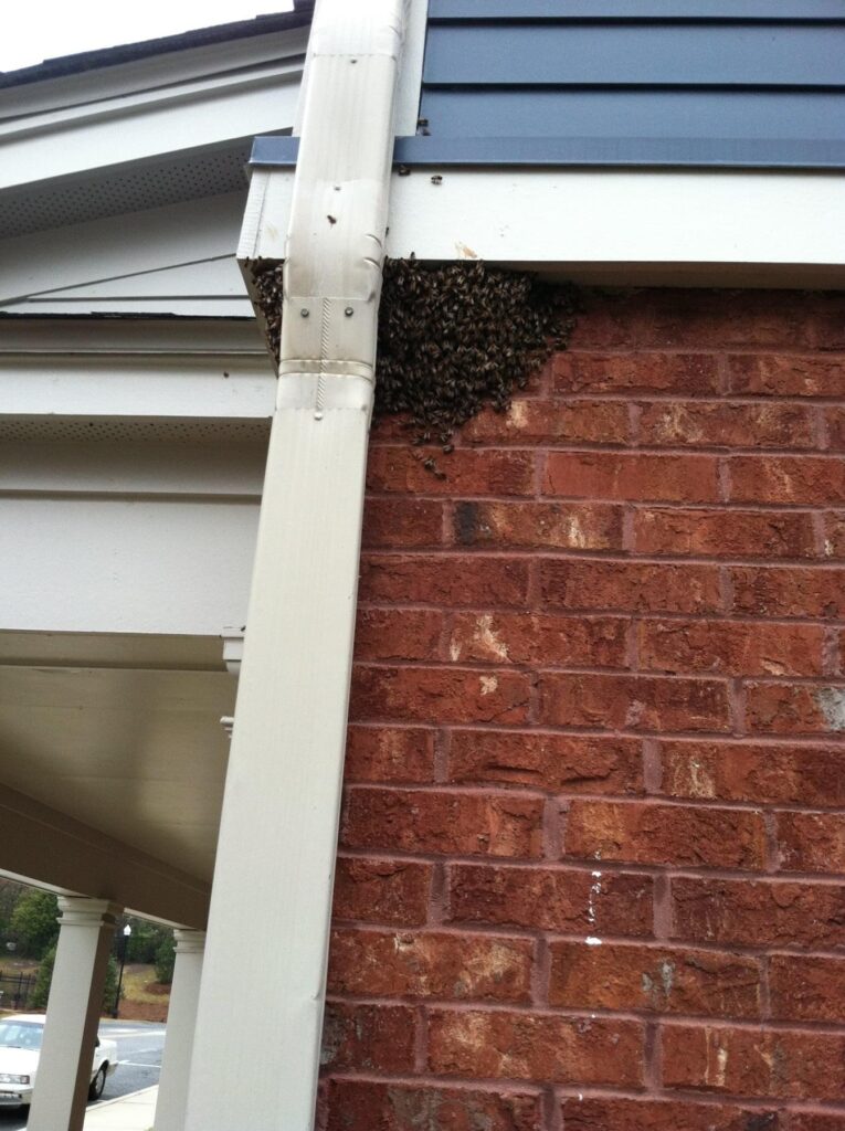 beehive removal from building in Macon, GA