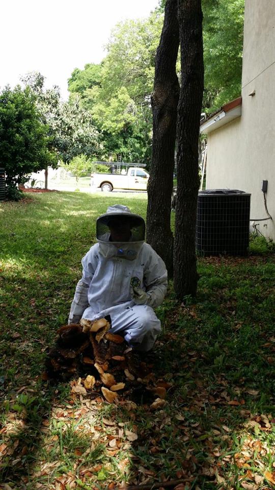 Bee hive removal in Dallas, TX