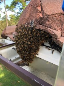 Beehive removal from roof in Sarasota, FL