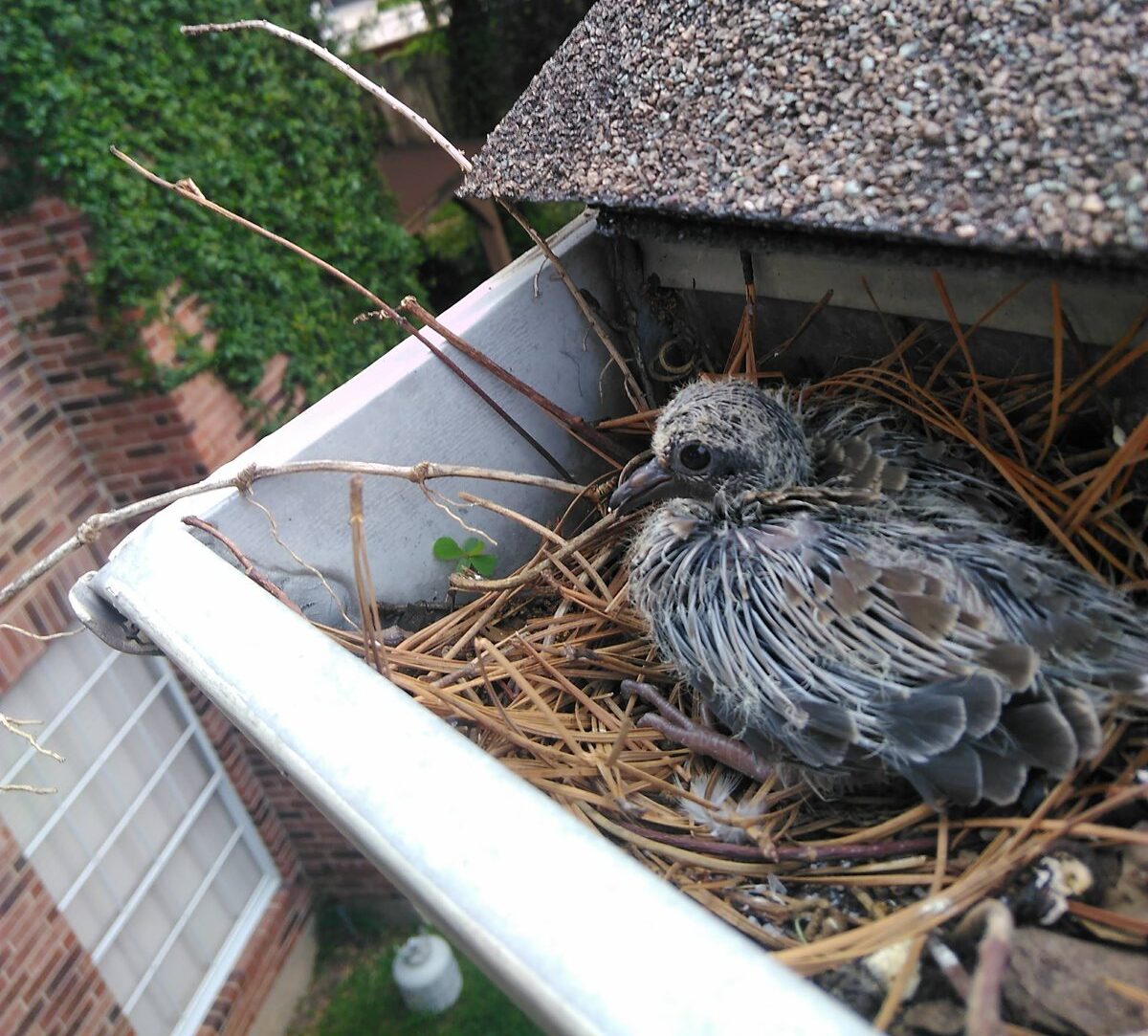 bird-nest-gutter