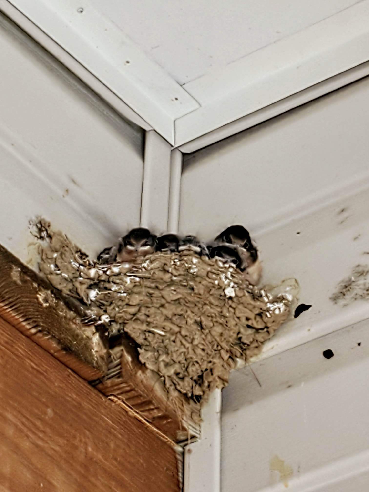 bird nest knoxville