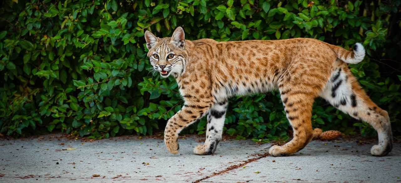 bobcat-on-sidewalk-min