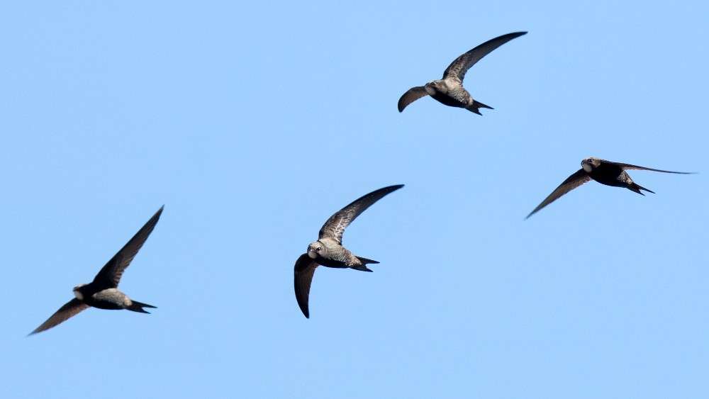 chimney-swifts