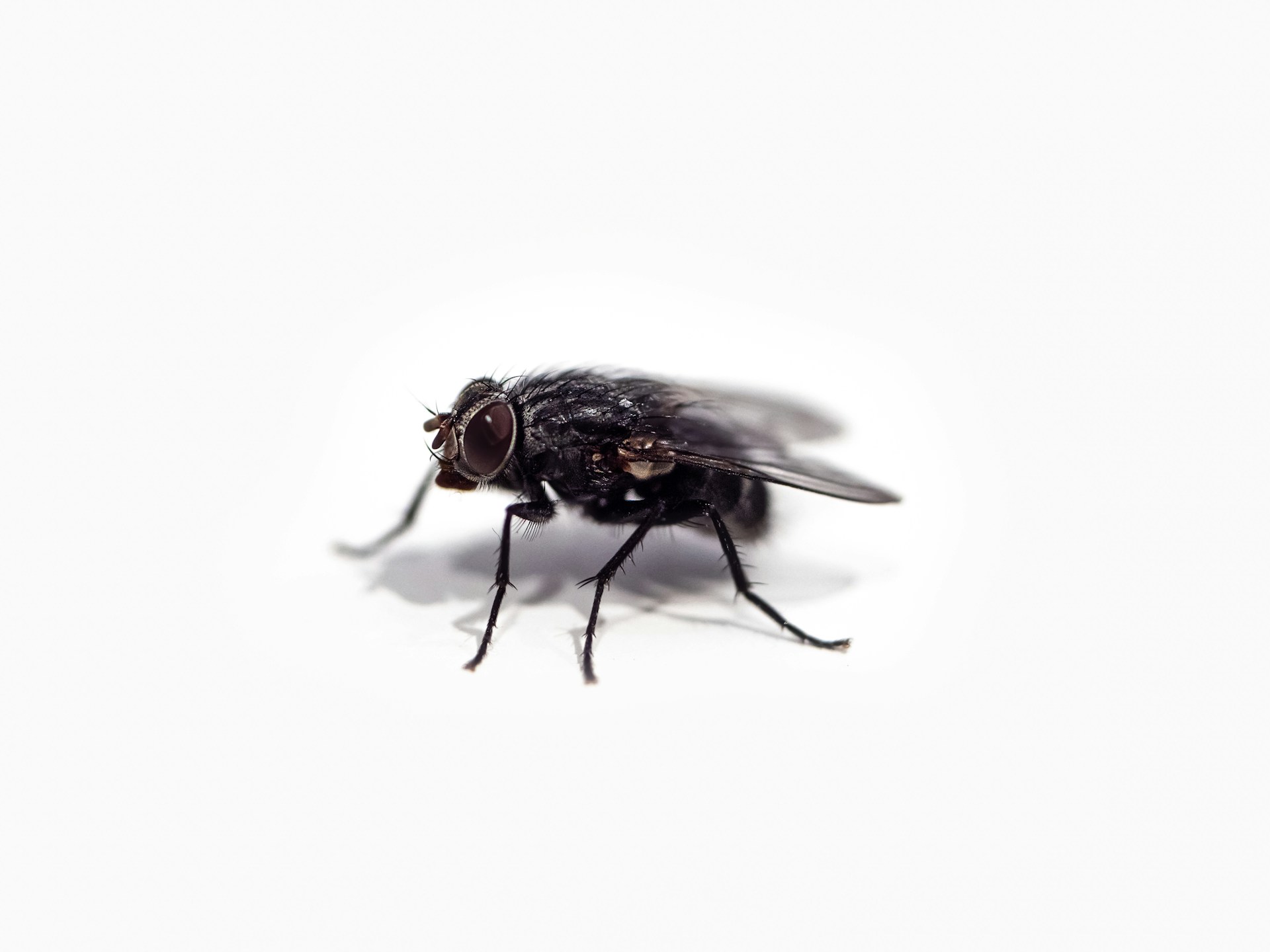 fly control