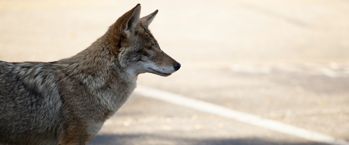 coyote-banner-min51fb
