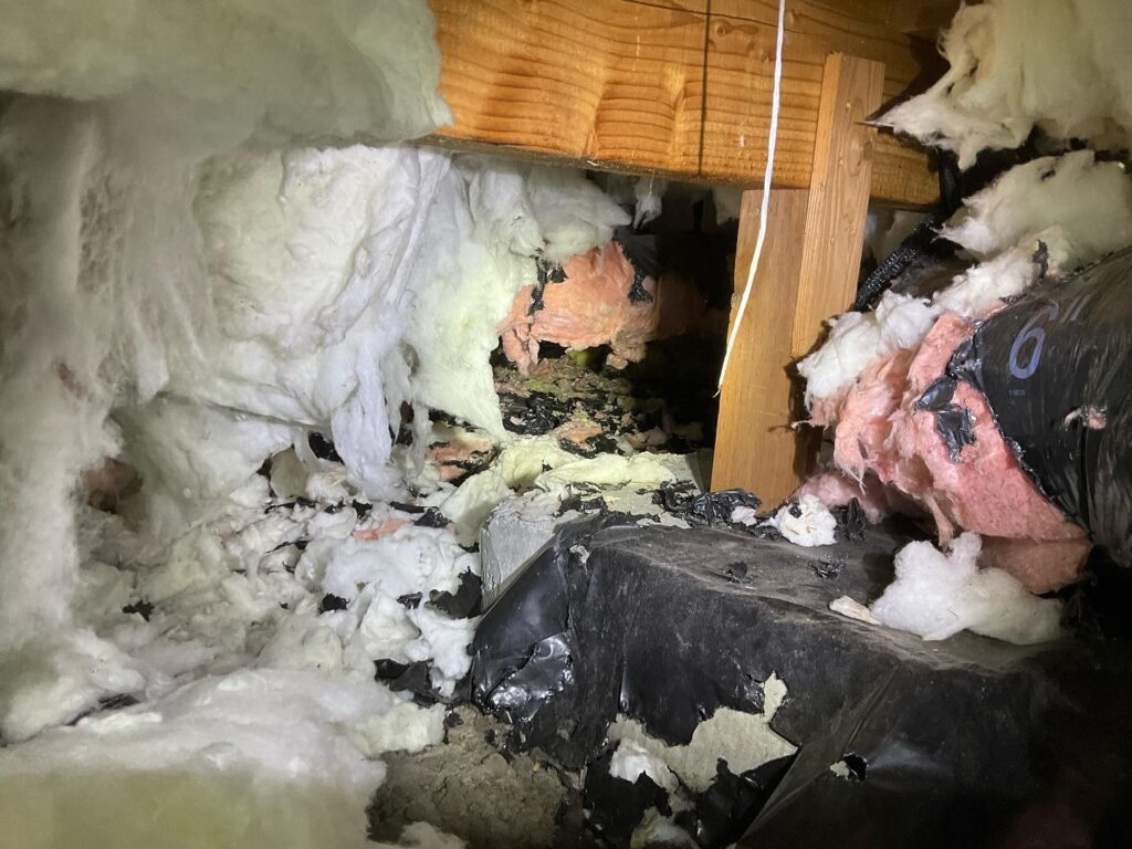 crawlspace insulation damage raccoon