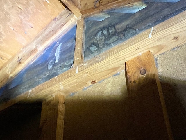 How to Get Rid of Bats in the Attic
