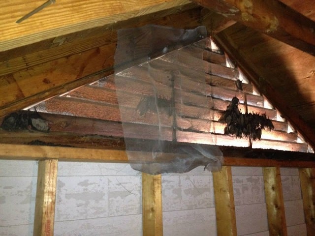 How Do Bats Get in the Attic? Expert Insights and Bat Removal Tips