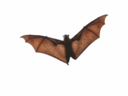 Baby Bats - Appearance, Sounds & Removal