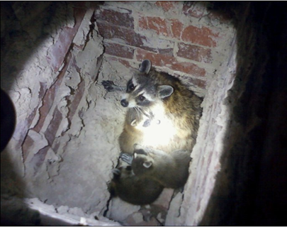 How to Remove Raccoons From Your Chimney | Critter Control