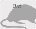 Rodent Sounds in the Home: Noises in Attics, Walls, etc.
