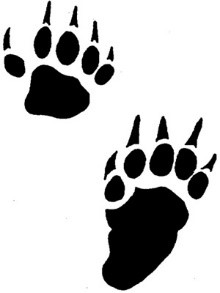 skunk footprints in snow