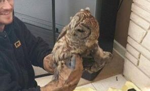 Houston-Owl-Rescued-From-Fireplace