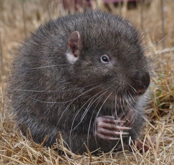 Mountain-Beaver