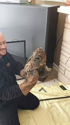 Bird Rescues