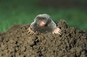 How to Get Rid of Moles in Your Yard