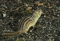 Lined-Ground-Squirrel_jpg_200_137