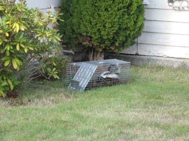 photo of a skunk in a trap