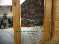Sleeping-Bats-in-Wall-Void_jpg_200_150